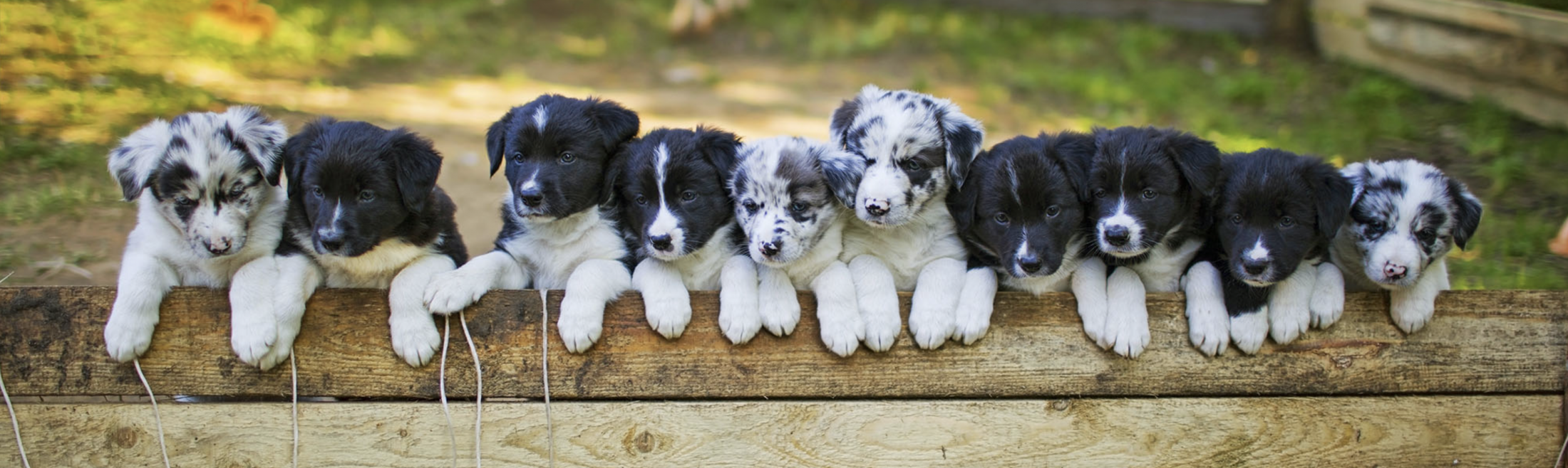 border collie training services