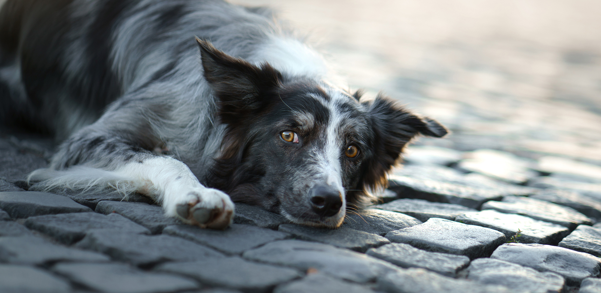 border collie chasing cars