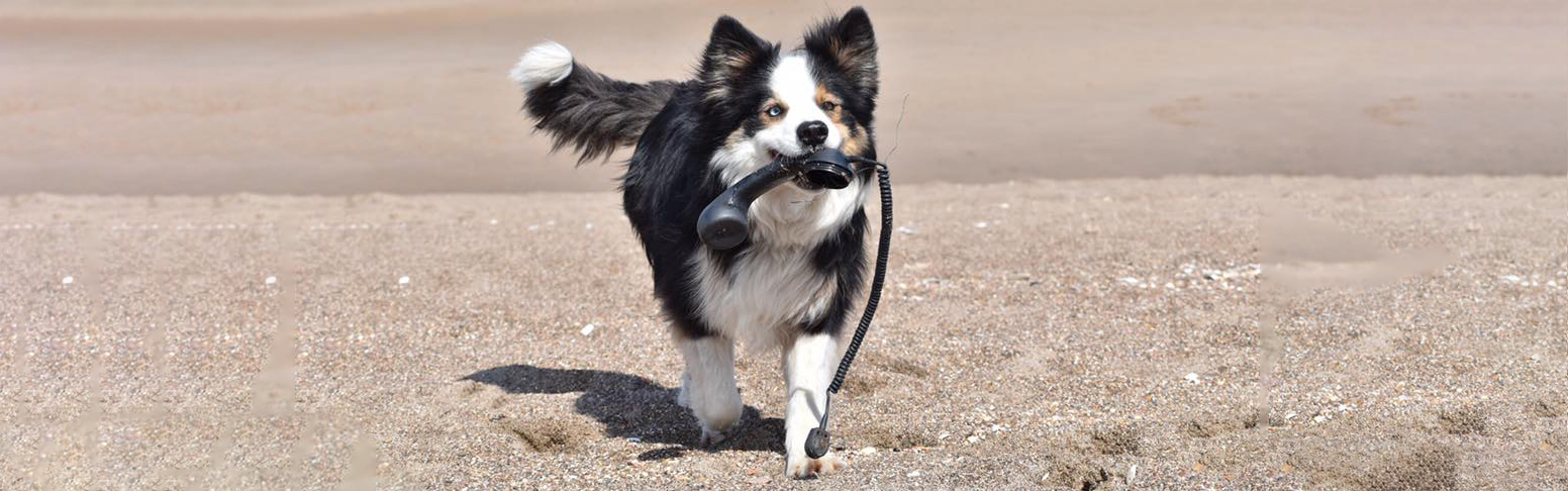 Contact pupstart dog training