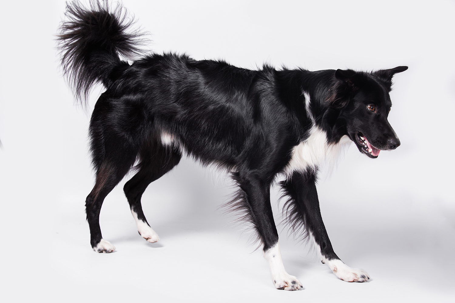 Border collie chasing shadows