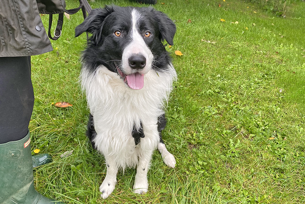 Border Collie lead reactivity